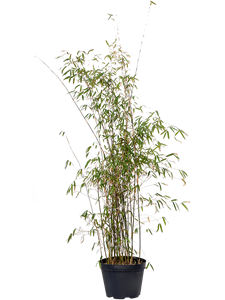 Бамбук Фаргезия jiuzhaigou 125/28 см (Nieuwkoop Europe)