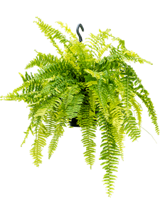 Нефлорепис экзальта 'tiger fern' подвесной 20/50 см (Nieuwkoop Europe)