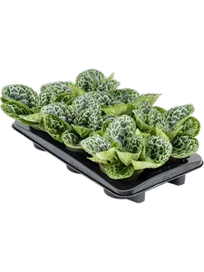 {{productViewItem.photos[photoViewList.activeNavIndex].Alt || productViewItem.photos[photoViewList.activeNavIndex].Description || 'Стрептокарпус &#39;pretty turtle&#39; (Nieuwkoop Europe)'}}