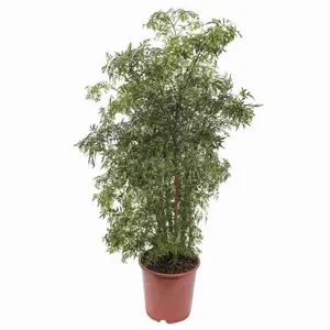 Полисциас Фрутикоза 30/130 (GL) 10498