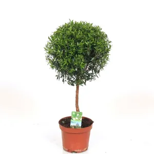 Мирт штамбовый 15/50 (GL) 17291