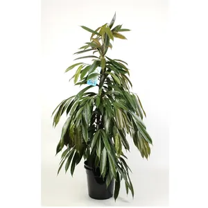 Фикус Амстель Кинг 24/130 (GL) 22398