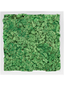 Картина из мха mdf ral 9010 satin gloss 100% reindeer moss (grass green) искусственная Nieuwkoop Europe