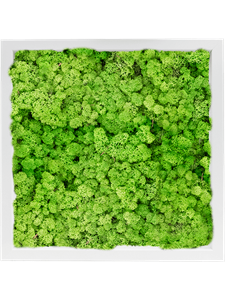 Картина из мха mdf ral 9010 satin gloss 100% reindeer moss (light grass green) искусственная Nieuwkoop Europe