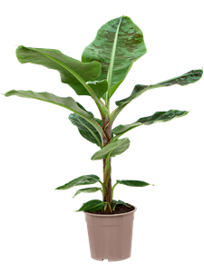 Банановая пальма (муса) "Dwarf Cavendish" 27/125 (Nieuwkoop Europe) 37100
