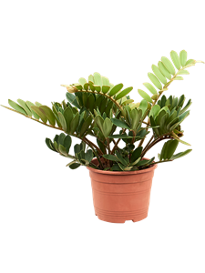 Замия шершавая (замия фурфурацея) (Nieuwkoop Europe) 37210