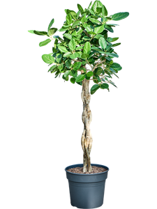 Фикус бенгальский "Audrey" 38/165 (Nieuwkoop Europe) 38971