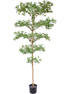 Терминалия (буцида буцерас) (искусственная) Nieuwkoop Europe 38989