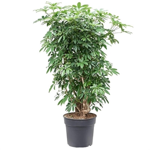 Шеффлера Компакта бранч 40/130 (GL) 39083
