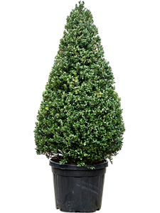 Падуб городчатый (остролист) "Dark Green" 45/155 (Nieuwkoop Europe) 39236