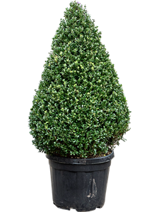 Падуб городчатый (остролист) "Dark Green" 45/130 (Nieuwkoop Europe) 39237