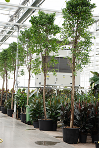 Фикус бенджамина "Columnar" 60/460 (Nieuwkoop Europe) 39338