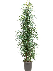 Фикус биннендийка "Alii" 30/210 (Nieuwkoop Europe) 39355