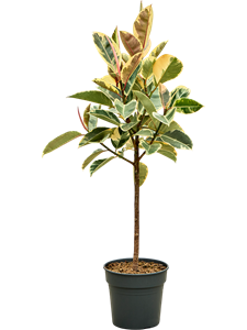 Фикус каучуконосный (эластика) "Tineke" 30/140 (Nieuwkoop Europe) 39394