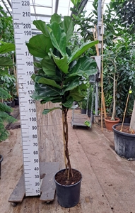 Фикус лировидный (лирата) 35/190 (Nieuwkoop Europe) 39409