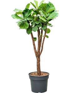 Фикус лировидный (лирата) разветвленный 38/165 (Nieuwkoop Europe) 39420
