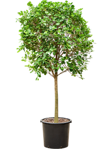 Фикус микрокарпа (мелкоплодный) "Moclame" 45/210 (Nieuwkoop Europe) 39447