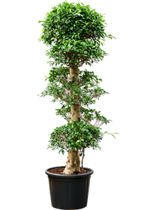 Фикус микрокарпа (мелкоплодный) "Nitida" 50/200 (Nieuwkoop Europe) 39453