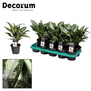 Аглаонема Джубили 12/30 (GL) 39473