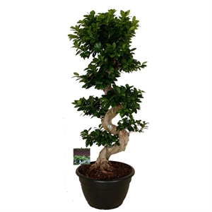 Бонсай фикус микрокарпа 35/110 (GL) 39479