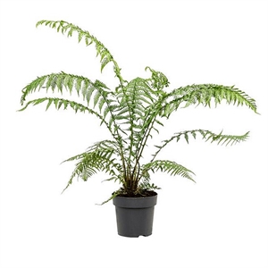 Диксония Антарктика 14/35 (GL) 39481