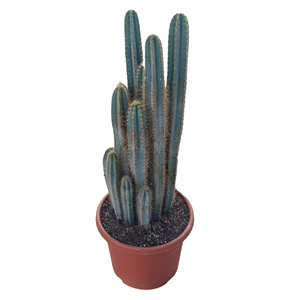 Кактус Пилозоцереус 45/130 (GL) 39494