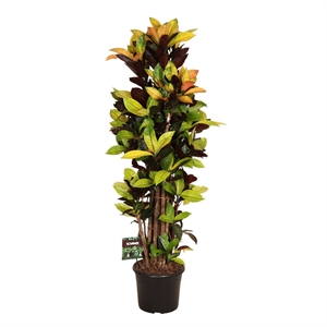 Кодиеум М.Айкетон бранч 35/170 (GL) 39496