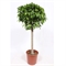 Фикус Колумнар шт. 30/140 (GL) 39527 - фото 100026