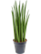 Сансевиерия цилиндрическая "Spikes" 21/80 (Nieuwkoop Europe) 39561 - фото 100062
