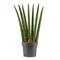 Сансевиерия цилиндрическая "Fan" 17/55 (Nieuwkoop Europe) 39566 - фото 100067