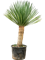 Драцена драконовая (драконово дерево) "Compact" 65/220 (Nieuwkoop Europe) 39661 - фото 100291