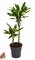 Драцена душистая (фрагранс) "Golden Coast" 19/70 (Nieuwkoop Europe) 39687 - фото 100317