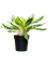Аглаонема "Madonna" 21/55 (Nieuwkoop Europe) 39777 - фото 100411