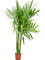 Арека катеху (бетелевая пальма) куст 30/220 (Nieuwkoop Europe) 39813 - фото 100447