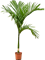 Арека катеху (бетелевая пальма) пучок 27/160 (Nieuwkoop Europe) 39819 - фото 100453