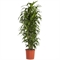 Драцена Джанет Грейг бр. 45/220 (GL) 40394 - фото 101039