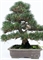 Сосна Тунберга "Kotobuki" бонсай 31/60 (Nieuwkoop Europe) 40647 - фото 101682