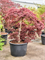 Клен дланевидный диссектум "Garnet" 86/200 (Nieuwkoop Europe) 40663 - фото 101701