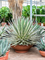 Агава сдвоенноцветковая (агава геминифлора) 60/100 (Nieuwkoop Europe) 40739 - фото 101777