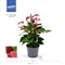 Антуриум "Banderola Lava Red" 12/35 (Nieuwkoop Europe) 40798 - фото 101836