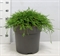 Кипарисовик горохоплодный "Filifera Nana" 32/45 (Nieuwkoop Europe) 41163 - фото 102381