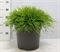Кипарисовик горохоплодный "Sungold" 32/45 (Nieuwkoop Europe) 41164 - фото 102382
