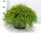 Кипарисовик горохоплодный "Sungold" 26/40 (Nieuwkoop Europe) 41165 - фото 102383