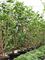 Клузия росеа (клузия розовая) "Green Magic" 60/300 (Nieuwkoop Europe) 41258 - фото 102481