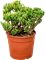 Толстянка (крассула, денежное дерево) "Hobbit" 25/50 (Nieuwkoop Europe) 41314 - фото 102537