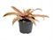Криптантус "Pink Star" 6/10 (Nieuwkoop Europe) 41347 - фото 102570