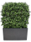 Самшит вечнозелёный (искусственный) Nieuwkoop Europe 41410 - фото 102650