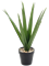 Драцена в горшке (искусственная) Nieuwkoop Europe 41449 - фото 102689