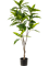 Фикус Лонгифолия (искусственный) Nieuwkoop Europe, 41497 41497 - фото 102814