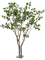 Лавр дерево (knock down packing) (искусственное) Nieuwkoop Europe 41550 - фото 102867